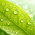 Chlorophylle